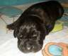 Schwarze Doggen Welpen vom Hause Wagner